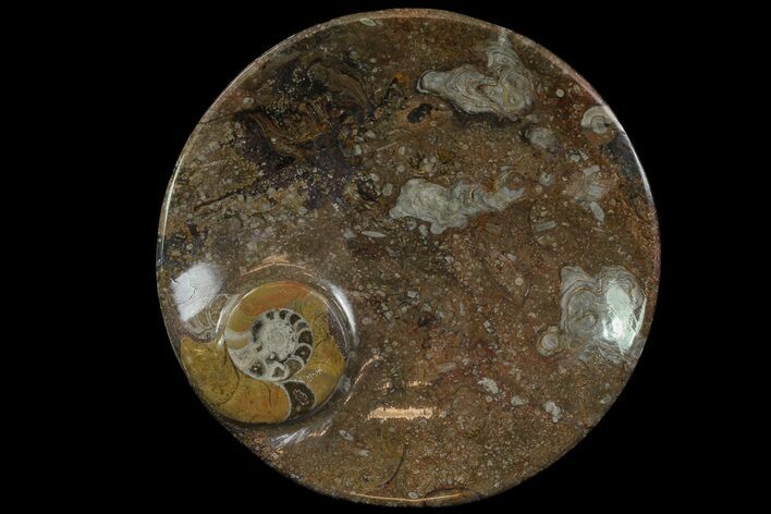 Round Fossil Goniatite Dish #74010